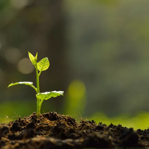 A small plant sprouts in a pile of dirt