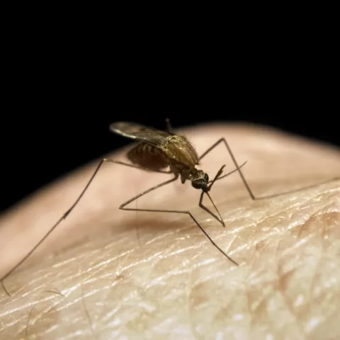 close-up of a mosquito on a human hand 