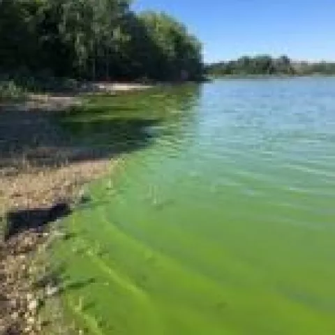 bluegreen algae at beach