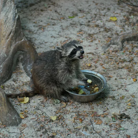 Rabies & Animal Bites: Information for Healthcare Providers banner