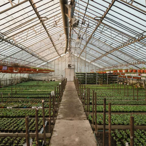greenhouse