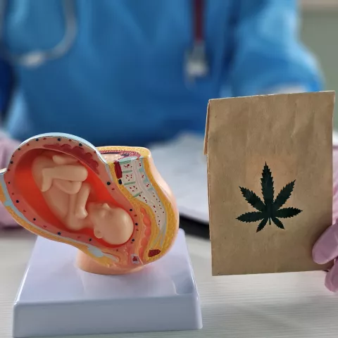 Artificial model of human fetus with hemp marijuana.
