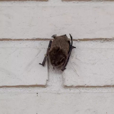 Sleeping Bat on Wall