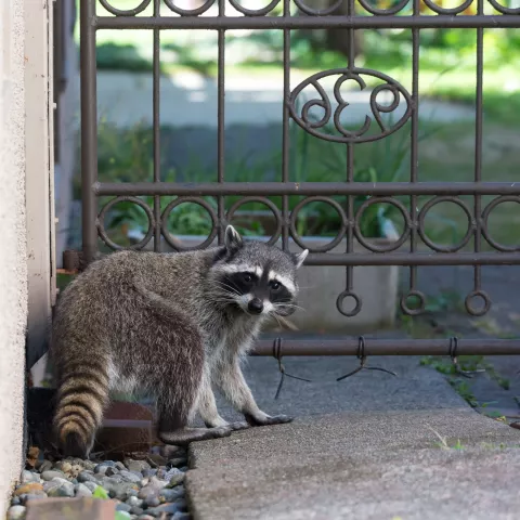 Racoon by a gate of a house