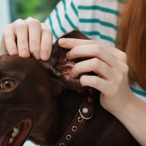 Woman examining her dog's ear for ticks
