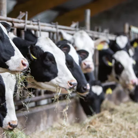 Cows on Farm. Black and white cows eating hay in the stable.
