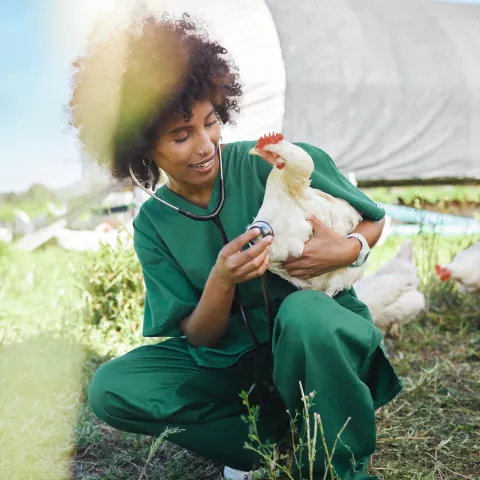 Agriculture, veterinary and black woman with stethoscope and chicken for health check, wellness and inspection