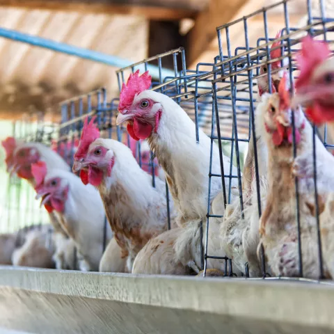 aying hens in battery chicken cages, industrial poultry