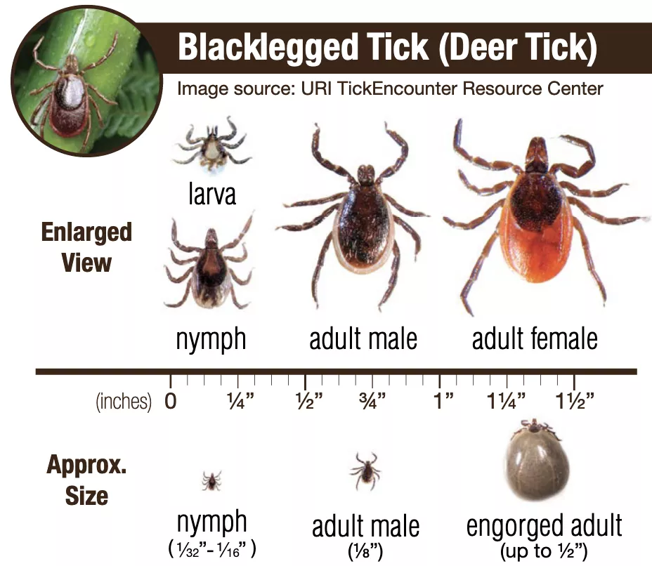 black leg tick card