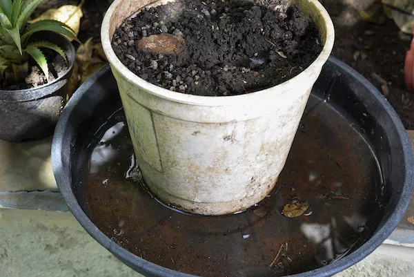 plant pot in standing water