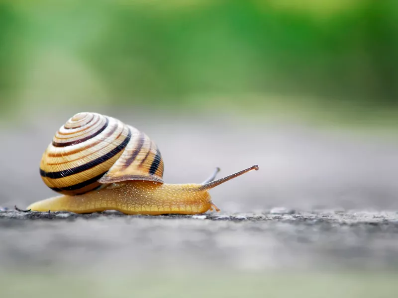 420 snail