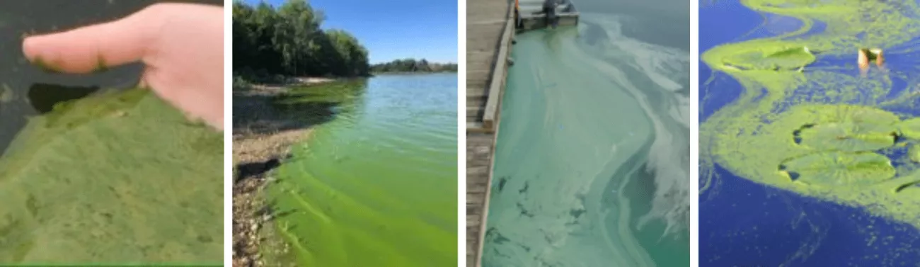 Examples of blue-green algae