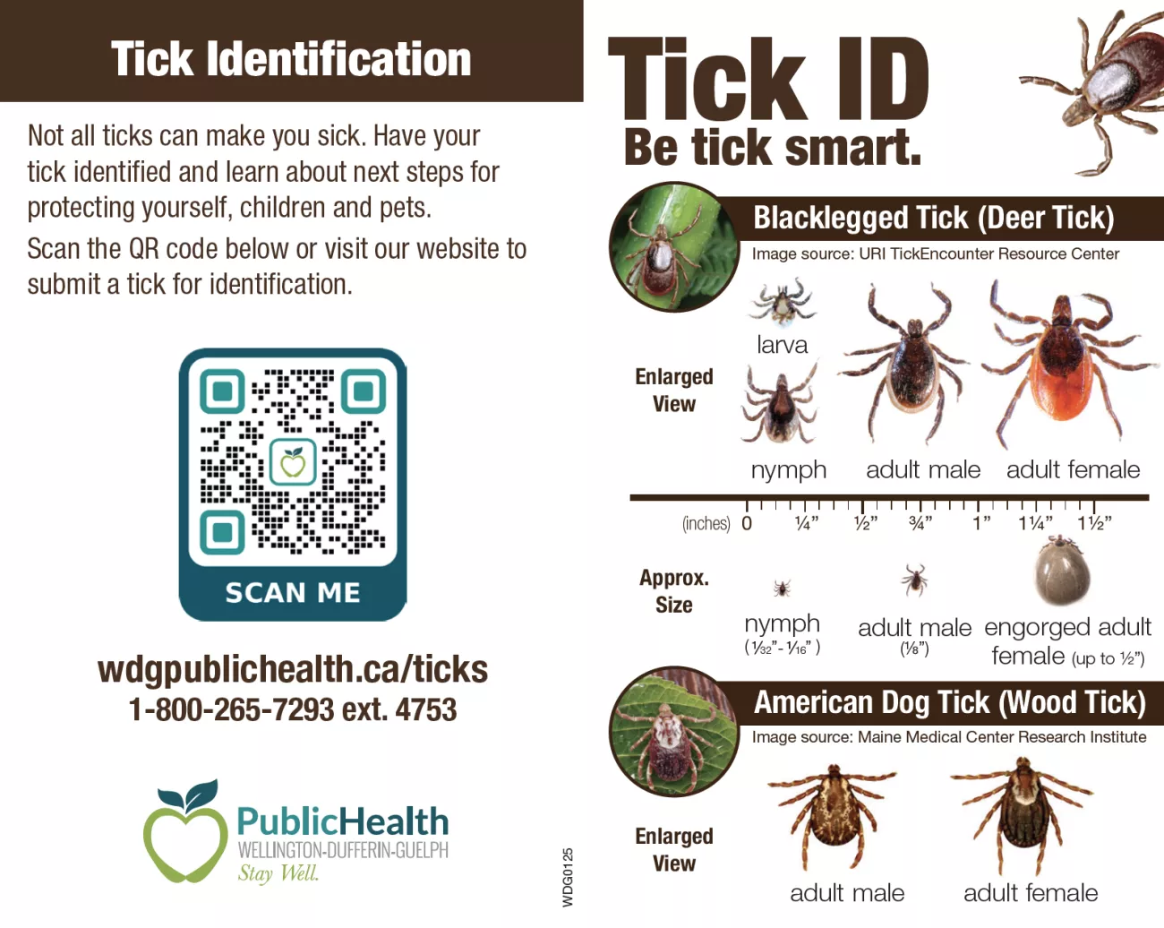 Tick ID card showing different tick sizes and how to identify them