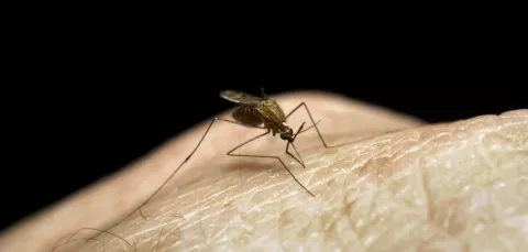 close-up of a mosquito on a human hand 