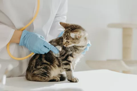 A veterinarian listens to the heartbeat of a kitten with a stethoscope in the clinic. 