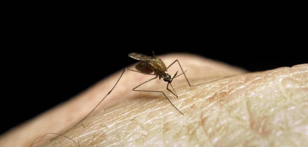 close-up of a mosquito on a human hand 