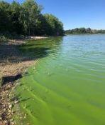 bluegreen algae at beach