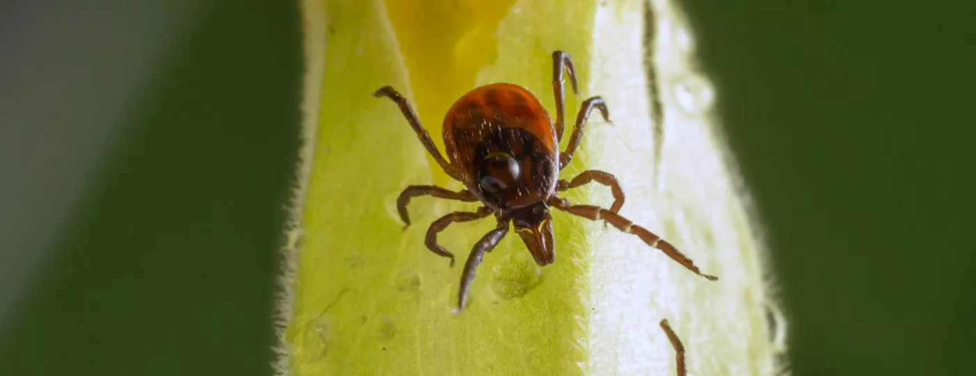 Ticks and Lyme Disease banner