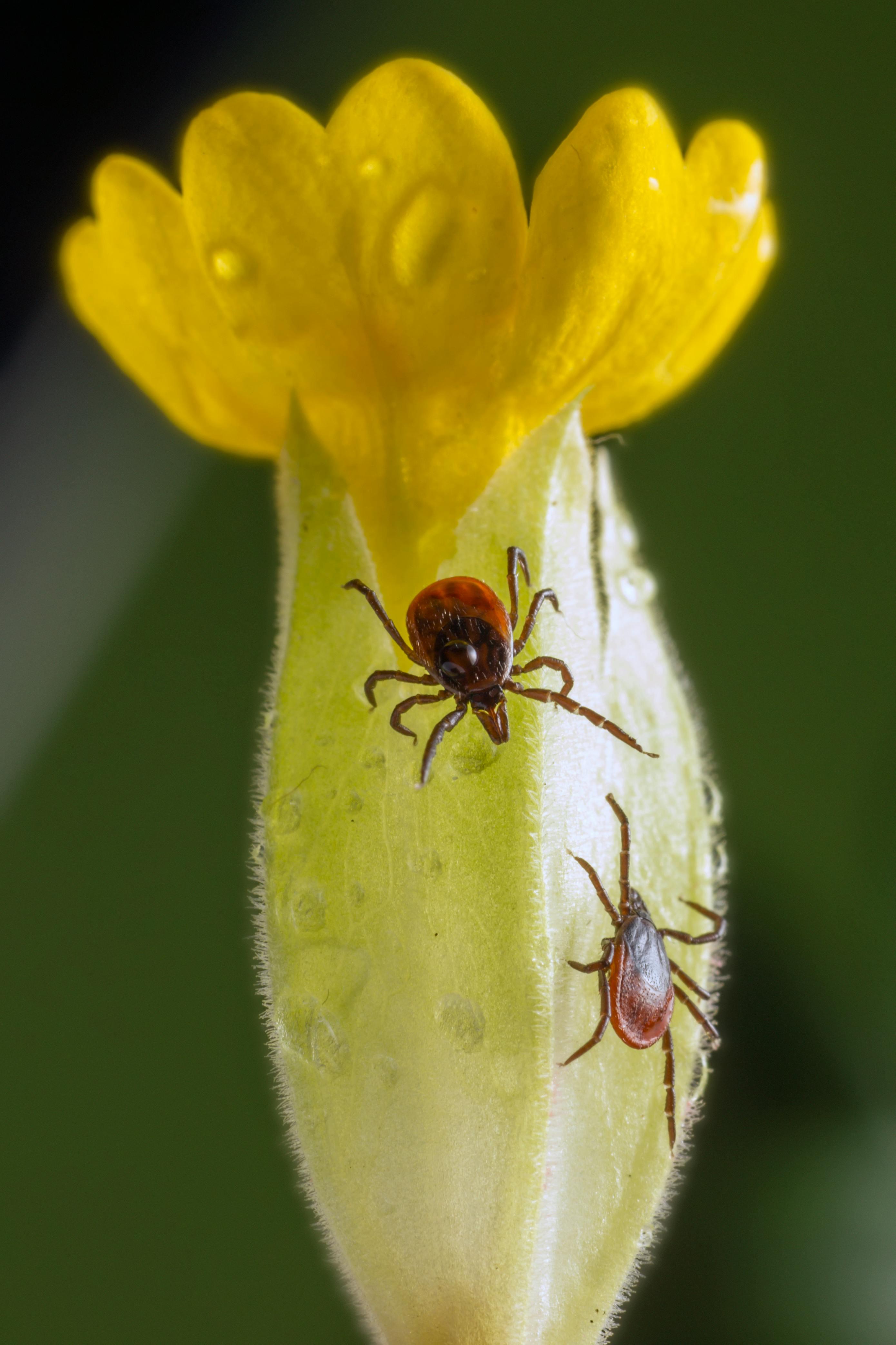 Ticks and Lyme Disease banner