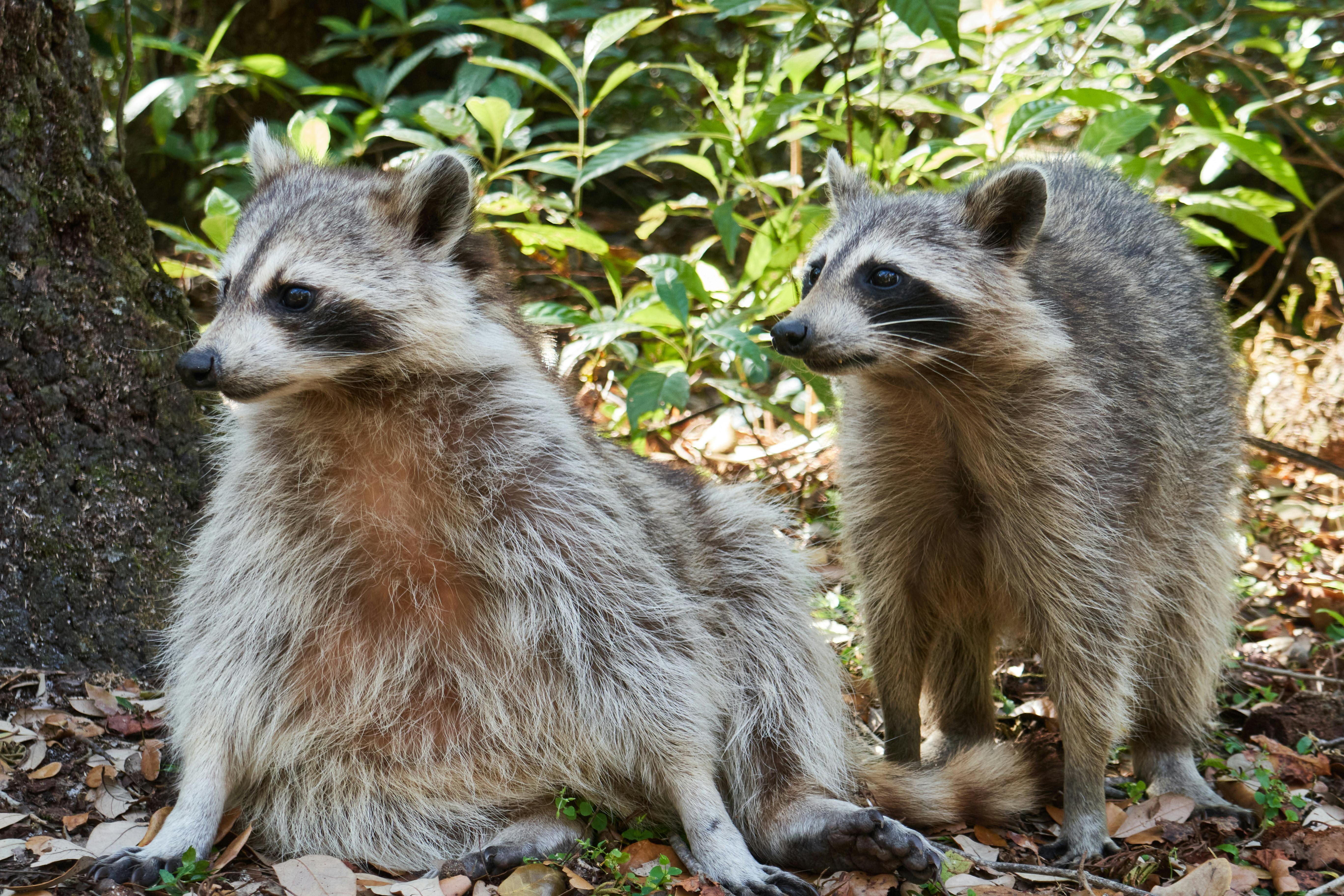 racoons