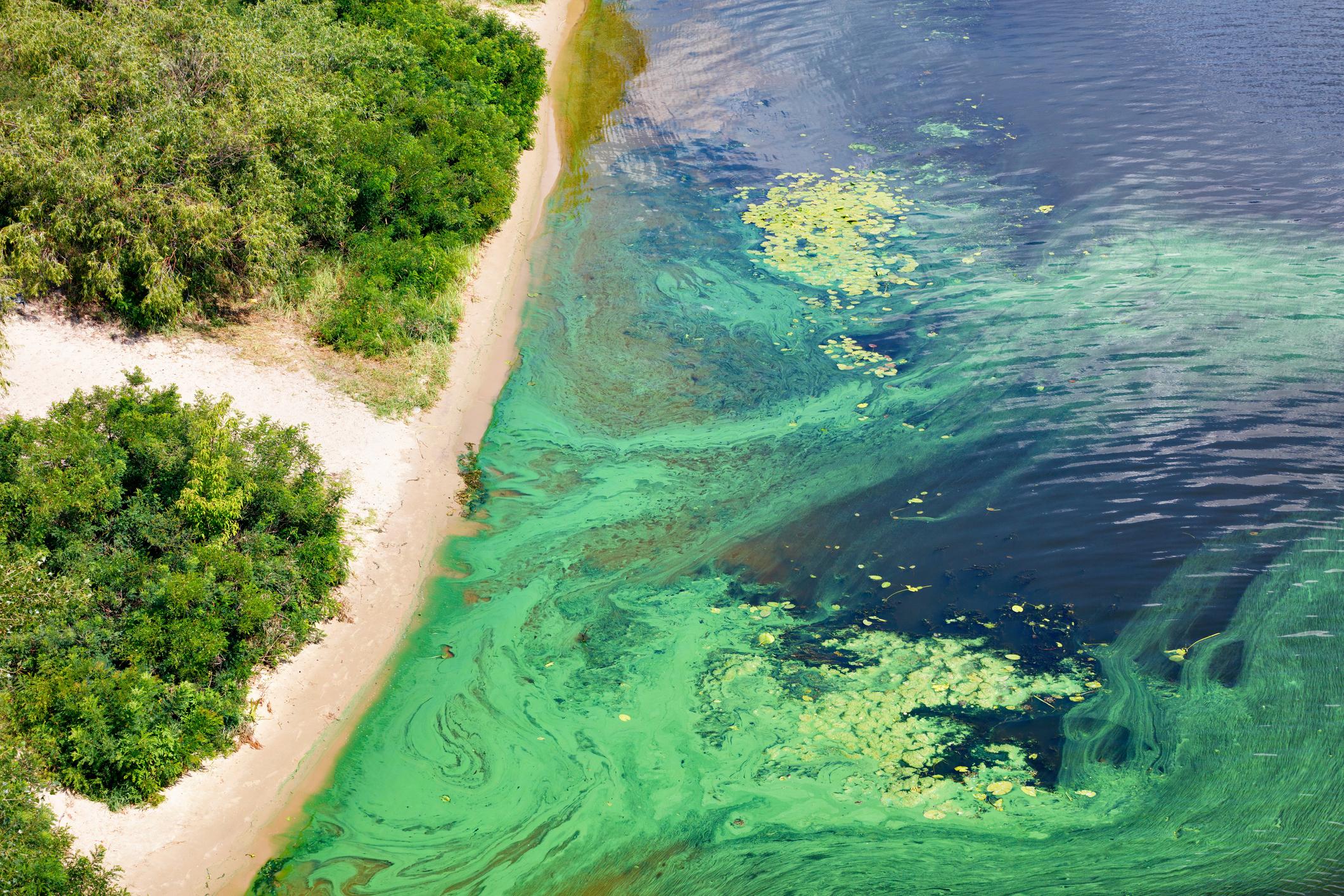 Surface of a river is covered with blue-green algae