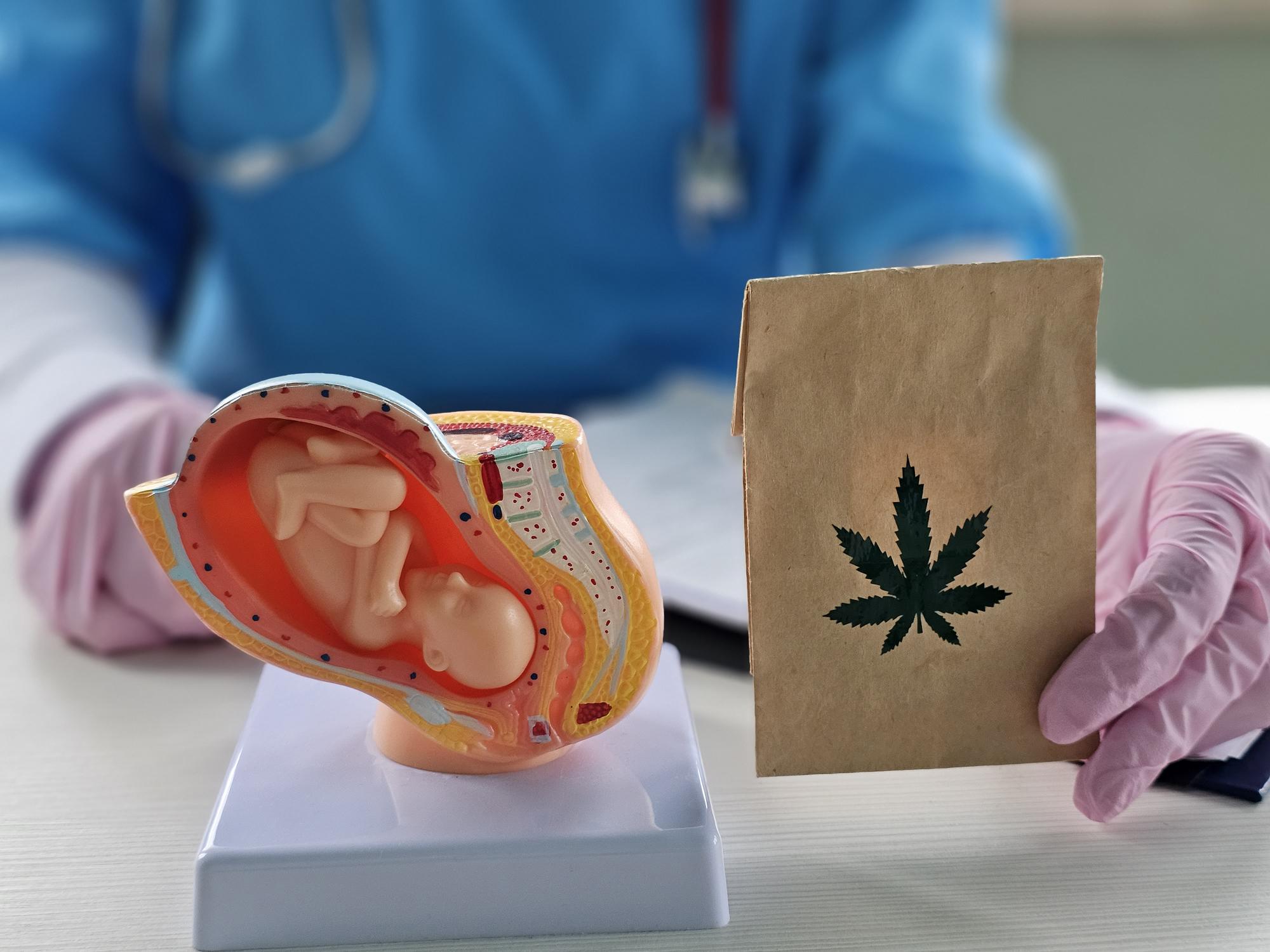 Artificial model of human fetus with hemp marijuana.