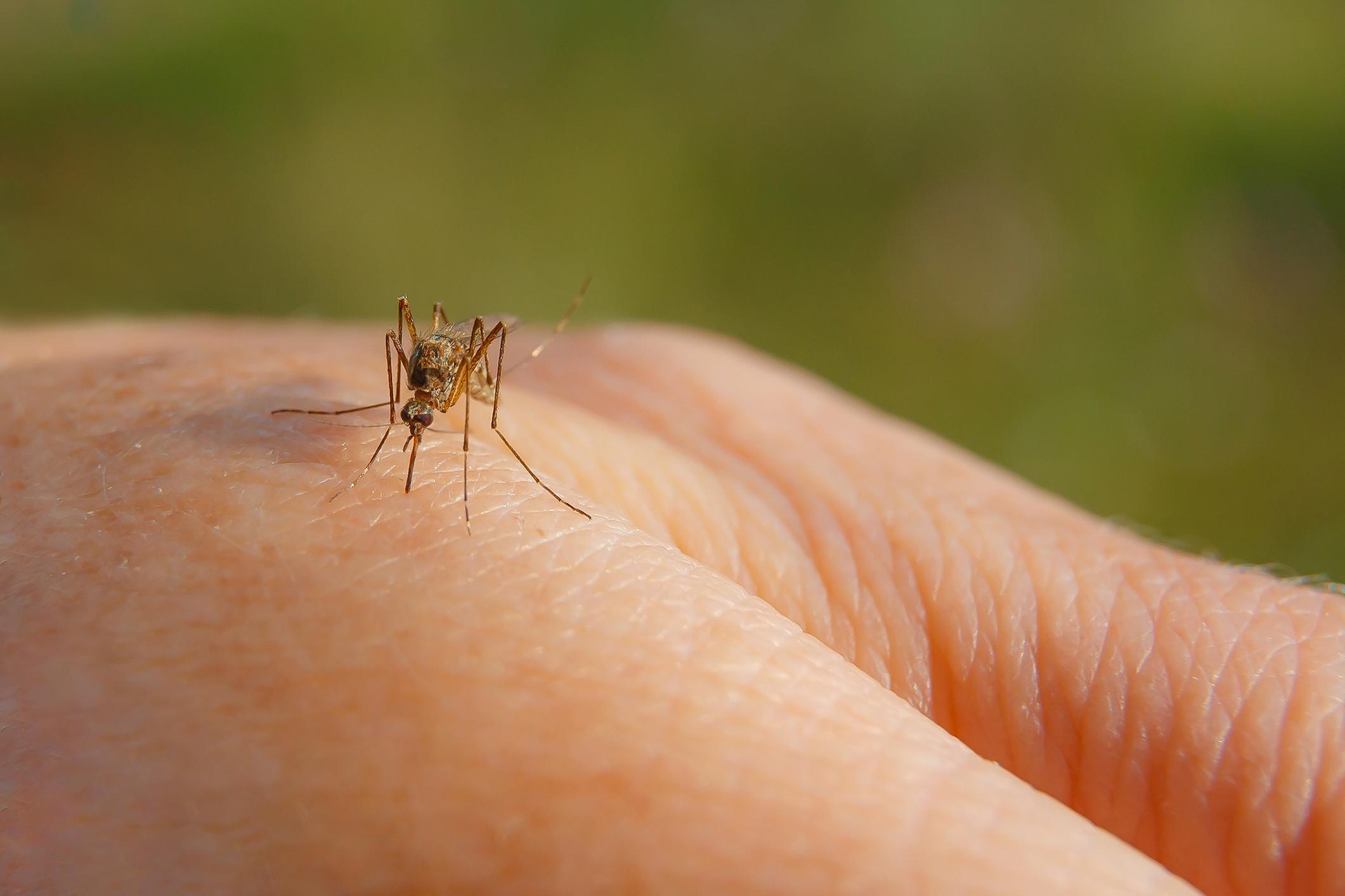 A hand with a mosquito on it
