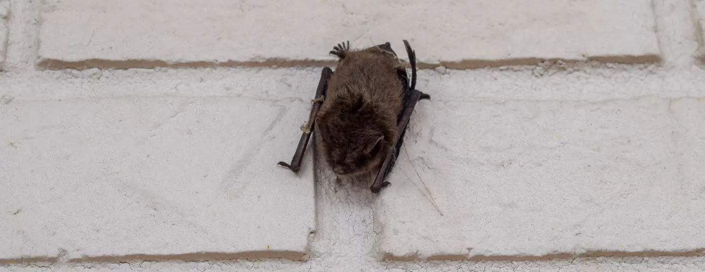 Sleeping Bat on Wall