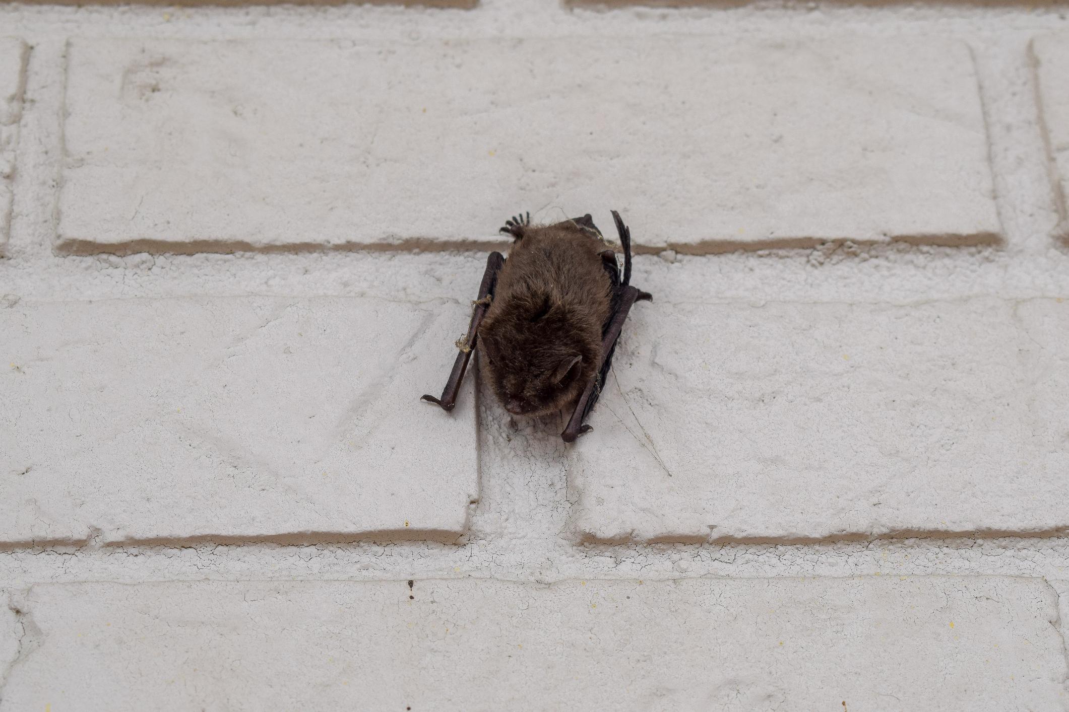 Sleeping Bat on Wall
