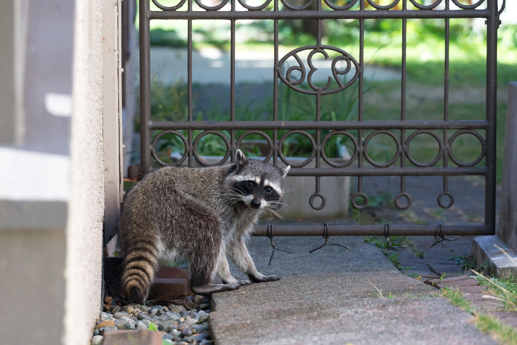 Racoon by a gate of a house