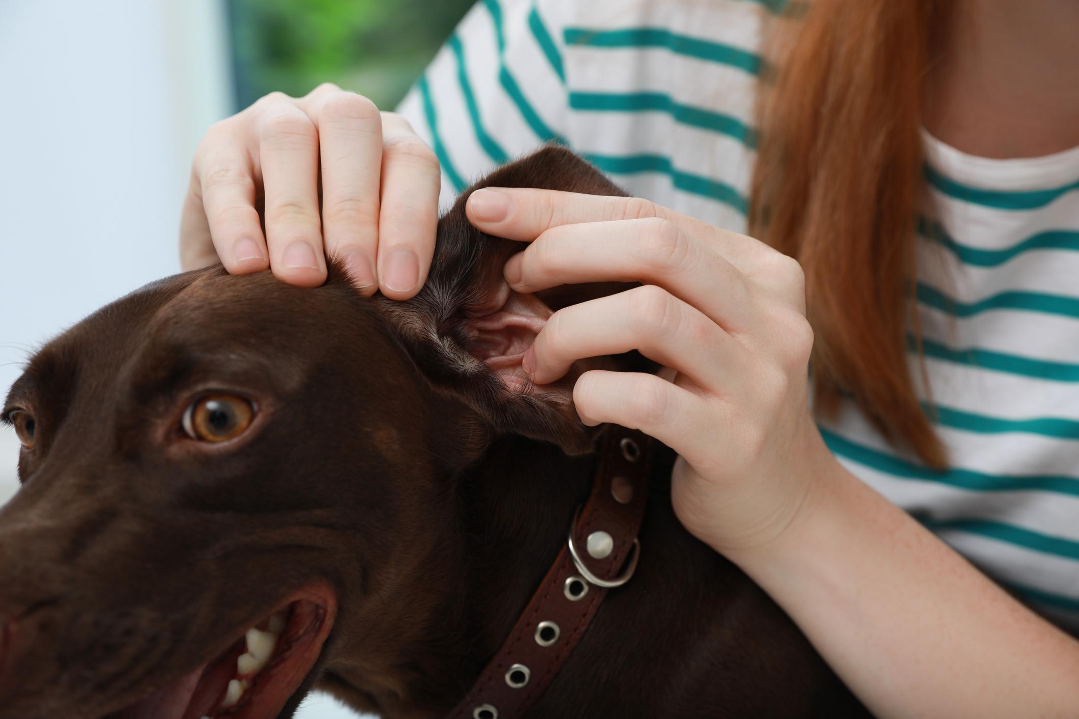 Woman examining her dog's ear for ticks