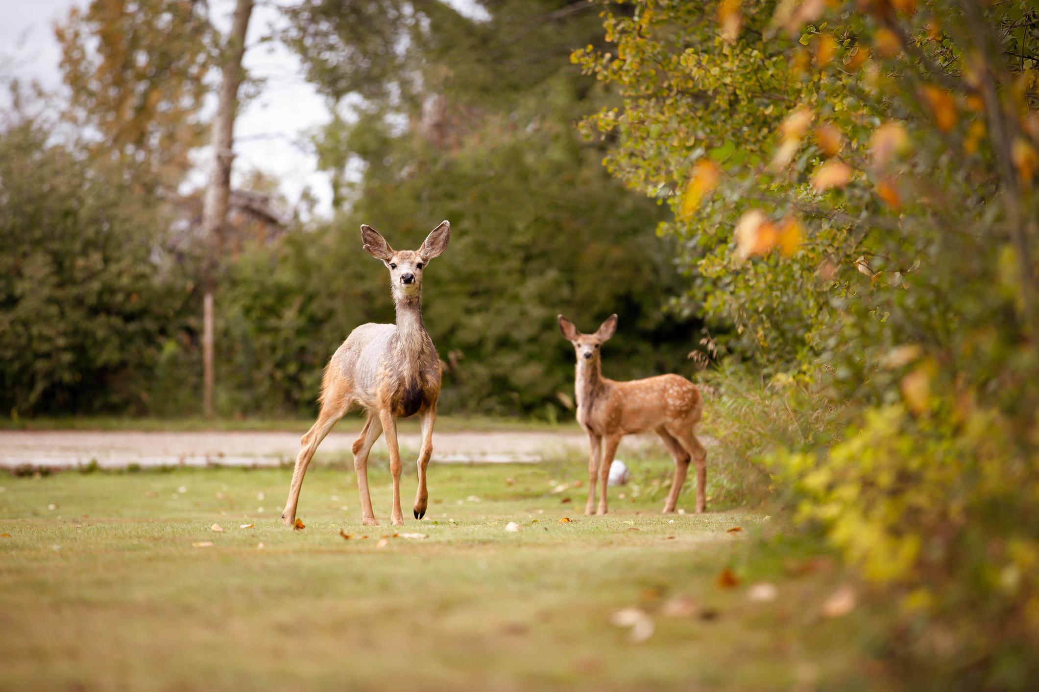 Deer in a field
