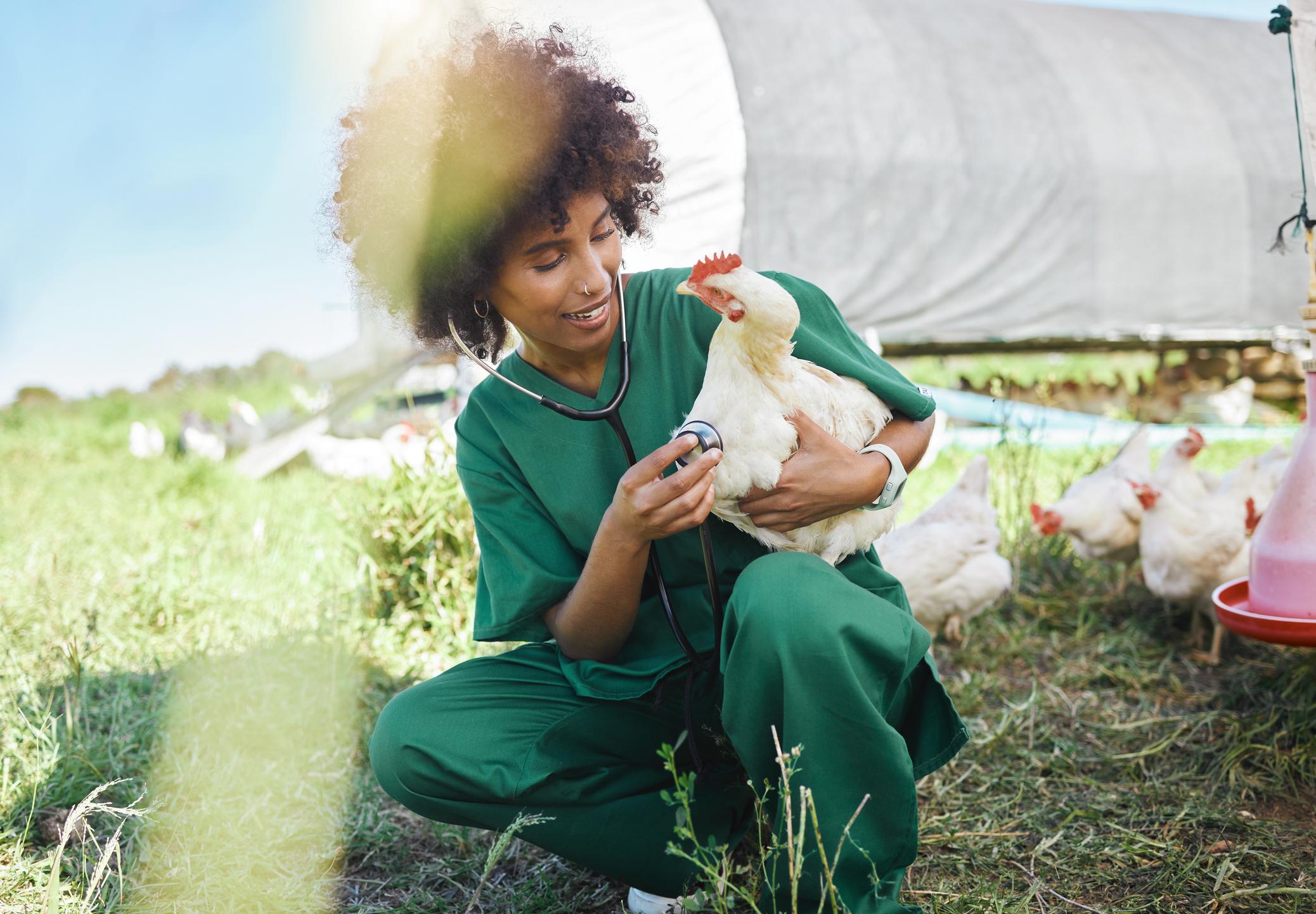 Agriculture, veterinary and black woman with stethoscope and chicken for health check, wellness and inspection